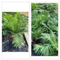 ราคา ต้นเฟิร์นรัศมีโชติ ไม้ฟอกอากาศ ประดับสวน (42503006441)