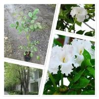 ราคา ต้นแคนา ต้นสูง60 80ซม ไม้ประดับ มีสรรพคุณทางยา นิยมปลูกประดับสวน ให้ร่มเงาได้ดี โตเร็ว ดอกบานเป็นผักพื้นบ้าน มีประโยชน์ (42454583839)