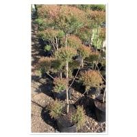 ราคา ต้นสนหอมไล่ยุงไม้มงคล ไม้ประดับ 80 100cm (42404711231)