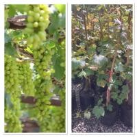 ราคา ตอองุ่นเขียว ไวท์มะละกา รสชาติหวาน กรอบ (42305442333)