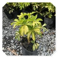 ราคา ต้นหนวดปลาหมึกด่างเหลืองแคระ ไม้ฟอกอากาศ ถุงเพาะ 4 (42256459647)