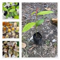 ราคา ต้นยางนา ราดเชื้อเห็ด พร้อมส่ง 20 30cm (42204236355)