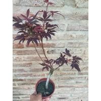 ราคา ต้นเมเปิ้ลแดง เสียบยอด นิยมปลูกทำบอนไซ ถ่ายจากต้นจริง (42071516732)