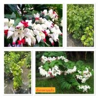 ราคา ต้นมังกรคาบแก้วหรือต้นพวงเงินดอกสวยไม้มงคล กระถาง11 (42000796506)