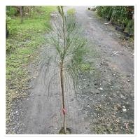 ราคา ต้นสนทะเล สนประดิพัทธ์ ปลูกง่าย โตเร็ว ทนแล้งได้ดี 100 120cm (41872310986)