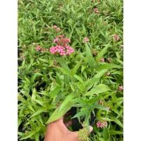 ราคา ต้นเข็มชมพูนุช มีกลิ่นหอมอ่อนๆ ตอนเย็นถุงเพาะ5 (41654445603)