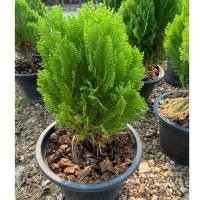 ราคา ต้นสนแผง สนแผงแคะ ไม้ประดับ ต้นสวย นิยมปลูกเป็นไม้ประดับ ตามอาคาร กระถาง10 นิ้ว (41651302994)