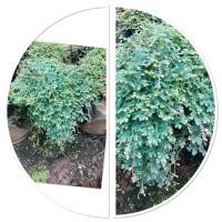 ราคา เฟิร์นกนกนารีเลื้อย ไม้ประดับกระถาง8 นิยมปลูกประดับบ้านและสวน (41607552864)