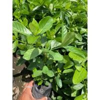 ราคา ต้นพุดซ้อน ไม้ดอกหอม ไม้มงคล ต้นสูง15 20ซม ถุงเพาะ4นิ้ว (41501994505)