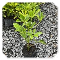 ราคา ต้นหนวดปลาหมึกเขียว ต้นสวย ไม้ฟอกอากาศ ถุงเพาะ4 (41256468294)