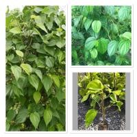 ราคา ต้นพลูเหลือง พลูทอง พลูเคี้ยวหมาก 40 60cm (41111770451)