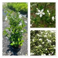 ราคา ต้นพุดพิชญา ไม้มงคลความหมายดีนิยมปลูก กระถาง10 (41100686028)