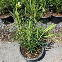 ราคา ต้นยี่โถ สีขาว ติดดอก พร้อมส่ง กระถาง10 นิ้ว (41025184919)