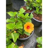 ราคา ต้นชบาแคระไม้มงคล กระถาง11 (41020781801)