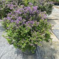 ราคา ต้นหลินซาน ม่วงเจริญ ไม้มงคล กระถาง15 นิ้ว (40955084279)