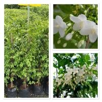 ราคา ต้นโมก ต้นโมกพวงรั้ว ไม้ประดับ นิยมปลูกทำรั้ว ไม้มงคลความหมายดี 110 120cm (40903106098)