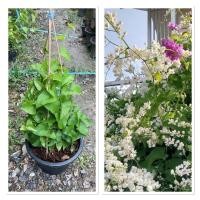 ราคา ต้นพวงชมพูสีขาว ต้นพวงขาว ออกดอกตลอดทั้งปี ไม้เลื้ิยดอกสวย กระถาง10นิ้ว (40814936637)