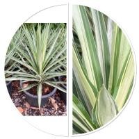 ราคา ต้นยูคก้าว ไม้ประดับ นิยมปลูกประดับในบ้านและสวน กระถาง11 (40807058806)