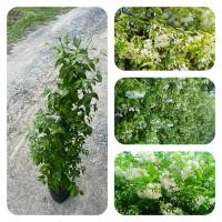 ราคา ต้นโมก โมกพวงรั้ว 100 120 ซม นิยมทำแนวกั้นรั้ว ไม้ประดับ ไม้มงคล ดูแลง่ายโตไว ปลูกเสริมสิริมงคล (40801237425)