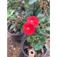 ราคา ต้นโป๊ยเซียนไร้หนามไม้มงคลกระถาง11 (40751575475)