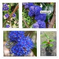 ราคา ต้นพลองน้ำเงิน Memecylon ovatum Sm เป็นไม้ไทย ดอกสีน้ำเงินเป็นไม้ยืนต้นและเลี้ยงง่าย 20 30cm (40606965594)