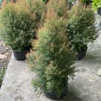 ราคา ต้นสนหอม สนหอมไล่ยุง ทรงพุ่ม รากแน่น พร้อมปลูก 40 60 cm (40570419020)