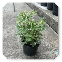 ราคา ต้นเล็บครุฑด่าง เชื่อว่าเป็นไม้มงคลที่ช่วยคุ้มครอง ป้องกันภัยจากสิ่งไม่ดี ภูตผีปีศาจ และสิ่งอัปมงคลต่างๆ กระถาง6 (40559357731)