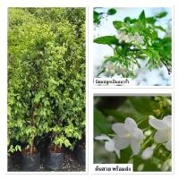 ราคา ต้นโมก ไม้มงคล ความหมายดี นิยมปลูกเป็นแนวรั้ว 80cm (40510868585)