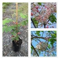 ราคา ต้นกัลปพฤกษ์ Cassia bakeriana ดอกไม้แห่งกาลเวลา 30 50cm (40457093986)