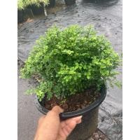 ราคา ต้นแก้วแคระไม้มงคล ดอกหอมกระถาง8 (40422897267)