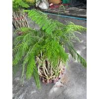 ราคา ต้นชะอม กิ่งชะอม กิ่งตอน รากเต็ม พร้อมปลูก ขายเป็นชุด ชุดละ 5 กิ่ง (40407598794)