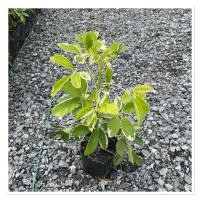 ราคา ต้นหนวดปลาหมึกเขียวด่าง ไม้ฟอกอาศ ถุงเพาะ4 (40406468616)