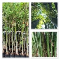 ราคา ไผ่สร้างไพร ไผ่เลี้ยง ความสูง 90 100cm (40406306779)