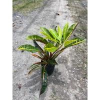 ราคา ต้นโกสนสาวเชียงใหม่ ต้นสูง20 40ซม ไม้มงคล ไม้ประดับ ไม้ทนแดด ไม้น่าปลูก (40316541973)