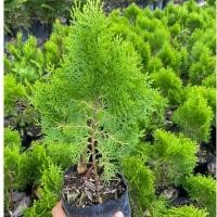 ราคา สนแผง ต้นสนแผง ไม้ประดับ นิยมปลูกประดับตามอาคาร 30 40cm (40253090070)