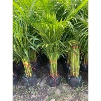 ราคา ต้นหมากเหลืองไม้มงคล ไม้ฟอกอากาศ ดูดสารพิษ (40203834033)