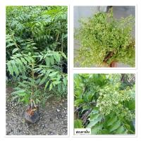 ราคา ต้นสะเดามัน มีรสชาติ มันขมเล็กน้อย ต้นพันธิ์แข็งแร็ง 70 80 cm (40155498007)