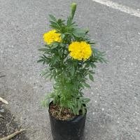 ราคา ต้นดาวเรือง สีเหลือง ความสูง 20cm ถุงเพาะ 5 ขั้นต่ำ3ต้น (40059303340)