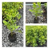 ราคา ต้นหนวดปลาหมึกเขียว ไม้ฟอกอากาศ สูง20 30ซม ขั้นต่ำ5ต้นนะคะ (40056500286)