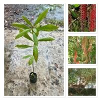 ราคา ต้นจิกน้ำ จิกอินเดีย จิกนา จิกมุจลินท์ จิกกระโดนน้ำ ต้นสูง60 80ซม ไม้มงคล ไม้สมุนไพร ไม้นิยม น่าปลูก โตไว้ (40004534357)