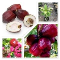 ราคา ชมพู่มะเหมี่ยว 40 60cm (29888608681)