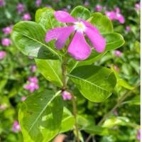 ราคา ต้นแพงพวย ดอกสวย สีตามรูป ทนต่อแมลง ทนต่อความแห้งแล้ง ขั้นต่ำ 3 ต้นนะคะ (29837475399)