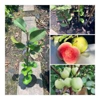 ราคา ต้นฝรั่งหงเป่าสือ ต้นสูง50 70ซม ฝรั่งไส้แดงเมล็ดน้อย สรรพคุณมากมาย ประโยชน์เยอะ (29681478282)