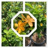 ราคา ต้นพุดน้ำบุษย์ไม้มงคล กระถาง11 เสริมสิริมงคล (29639718347)