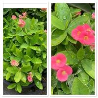 ราคา ต้นโป๊ยเซียนแคระ ไม้มงคลกระถาง10 สูง30 40cm (29075760671)