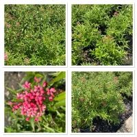 ราคา ต้นเข็มชมพูนุชกระถาง10 (28986653046)