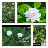 ราคา ต้นพุดซ้อน กระถาง10 ไม้ดอกหอม หอมมาก (28934371993)