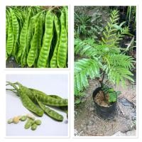 ราคา ต้นสะตอ สะตอใต้ พันธ์ุสะตอข้าว แบบติดตา ต้นพันธ์ุแข็งแร็ง ต้นสวย รากแน่น พร้อมปลูก 30 40cm (28891879088)