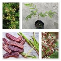 ราคา ต้นส้มป่อย สมุนไพรไทย ยอดอ่อนมีรสเปรี้ยว 30 50cm (28641879127)