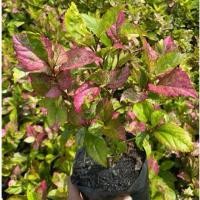 ราคา ต้นชบาด่าง 3 สี ไม้มงคล ถุงเพาะ 5 นิ้ว (28439871384)